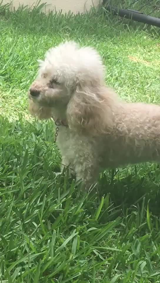 @Duaryut 🩷🍓