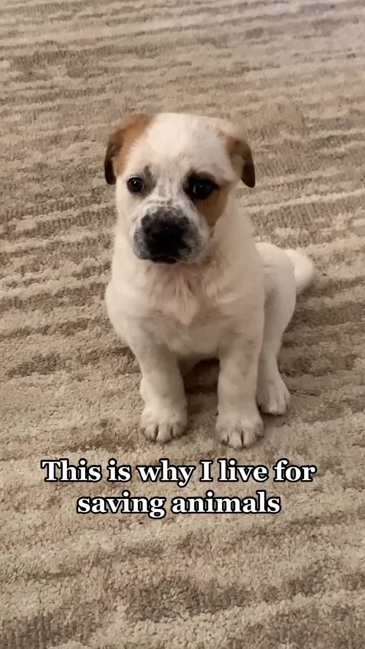 @Ray of Hope Rescue