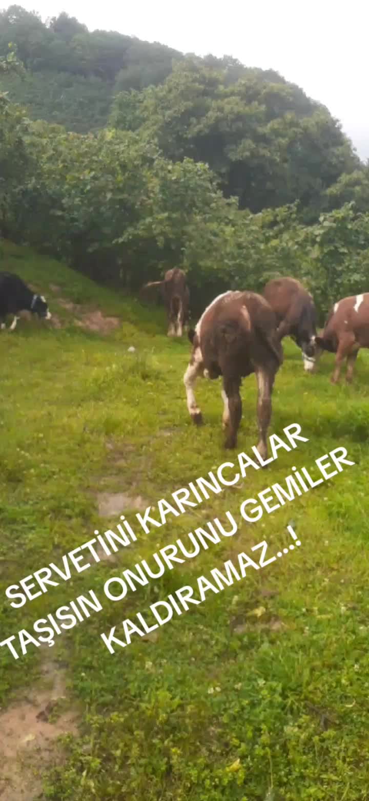 @ORDULU MÜSLÜM