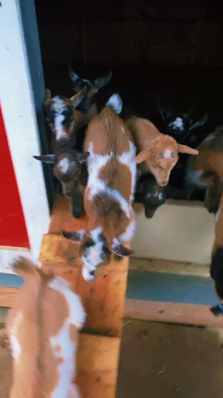 @Goat Daddy's