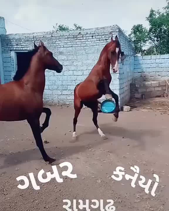 @Samir_Malek