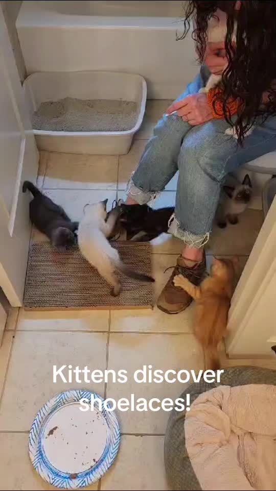 @motel cats