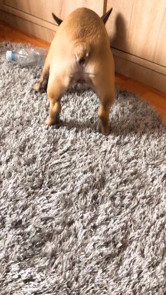 @Frenchbulldog_Zora