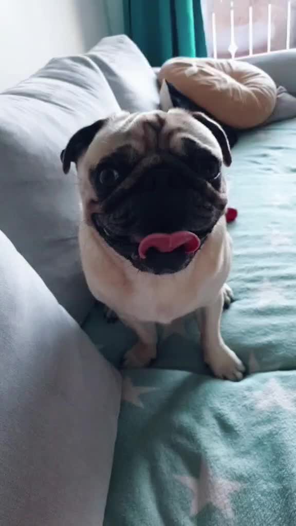 @lovelypug.kiba