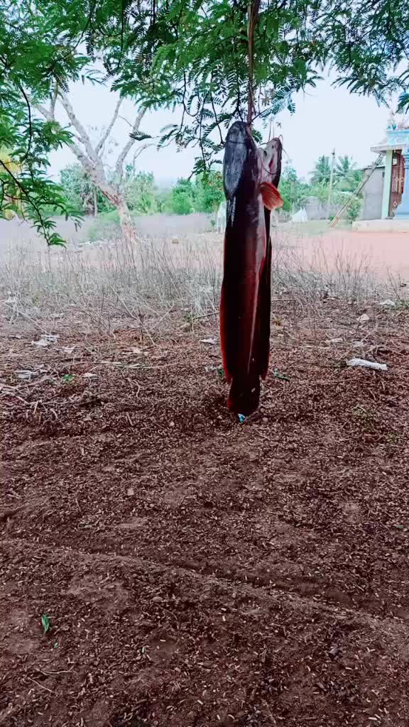 @singlesiva