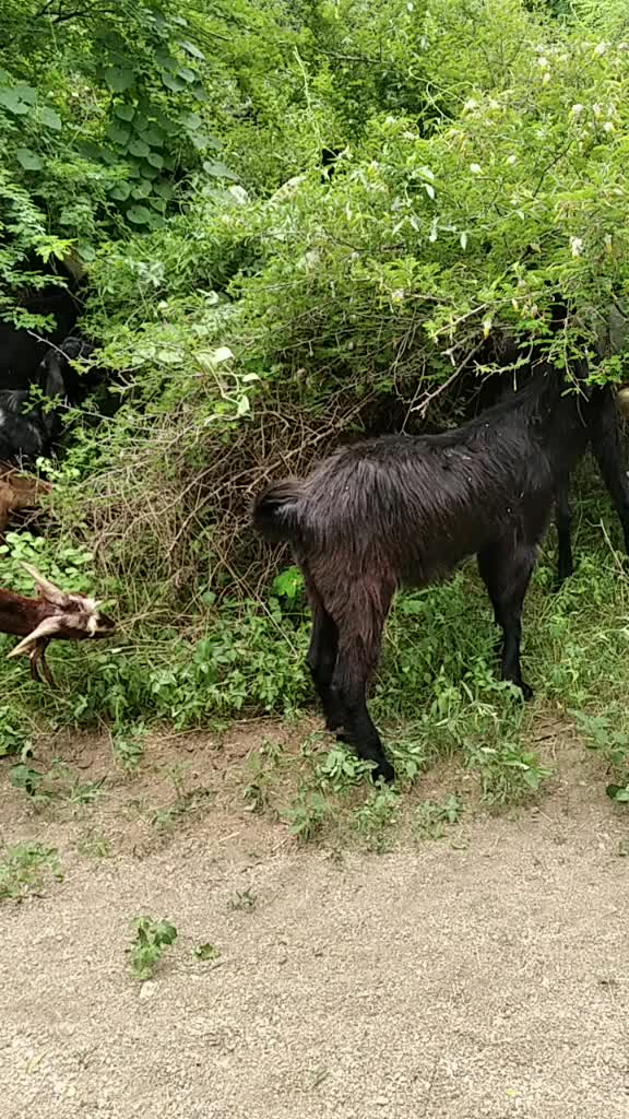 @જગદીશ હાડગડા.
