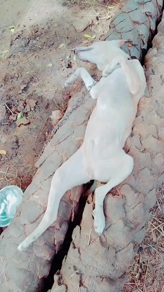 @nagendra.G