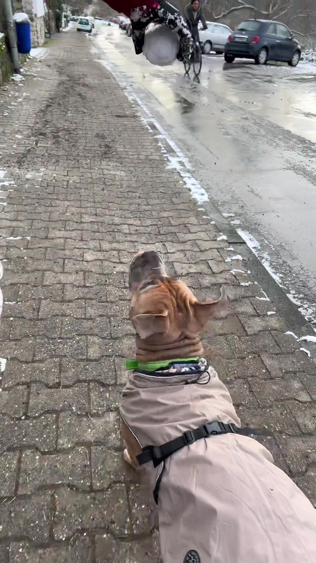 @lifeofpacoo