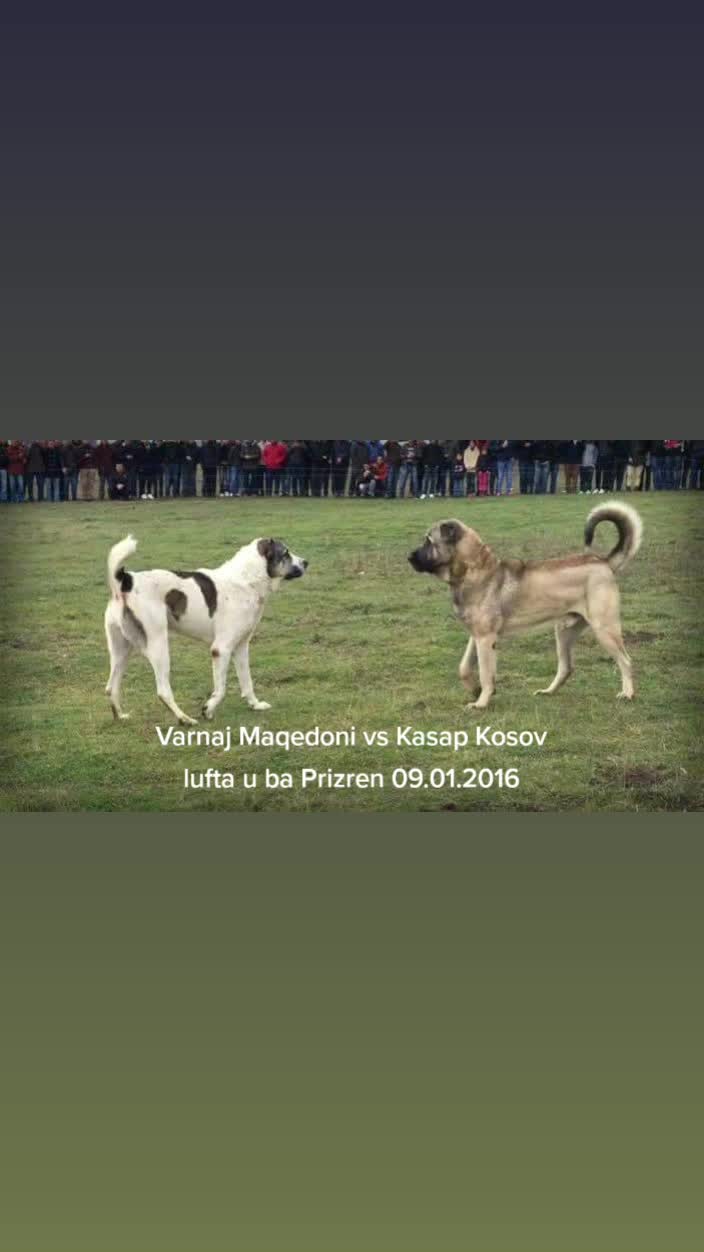 @varnaj lloka kazakistan shkup
