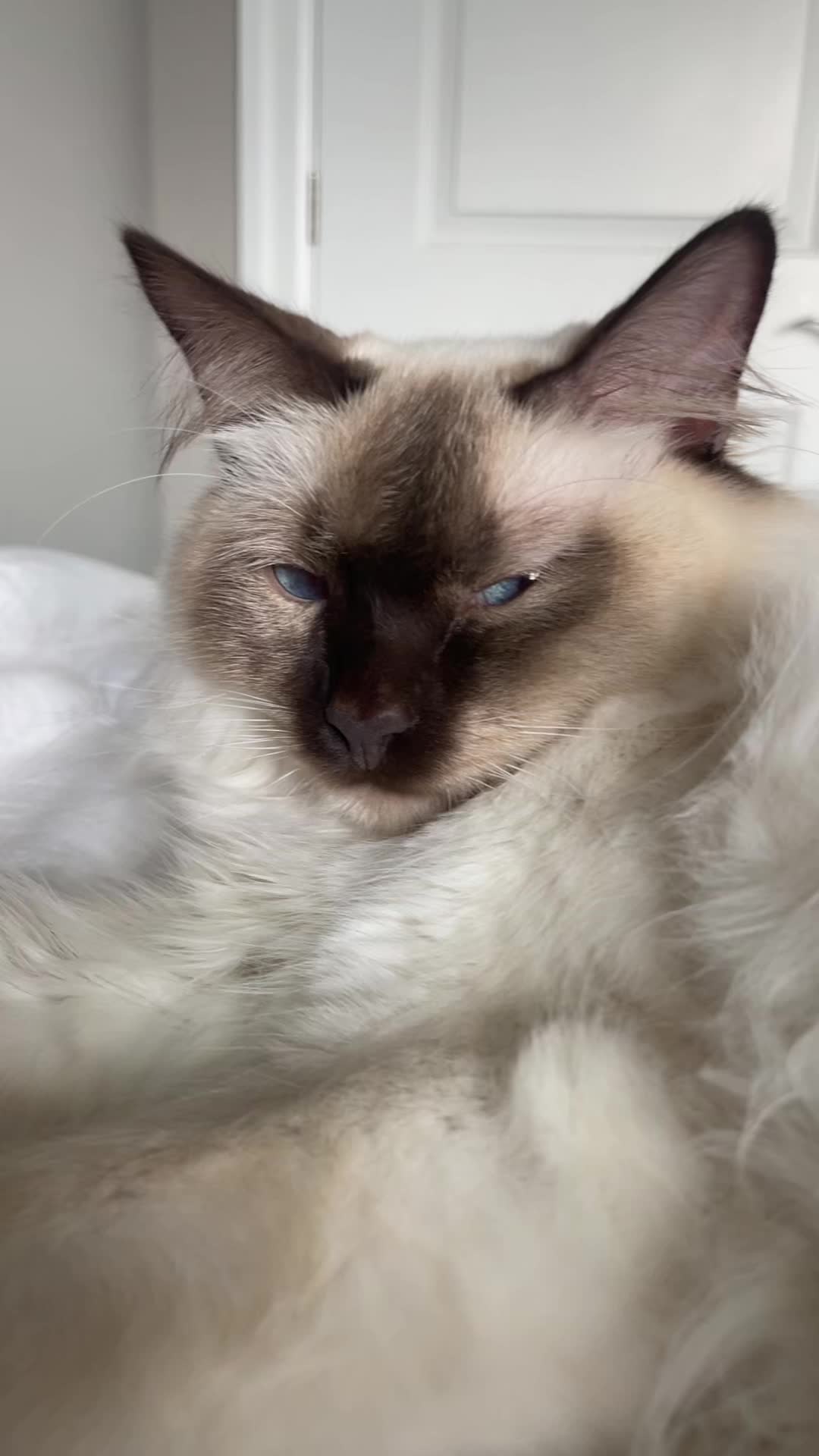 @brunokitten
