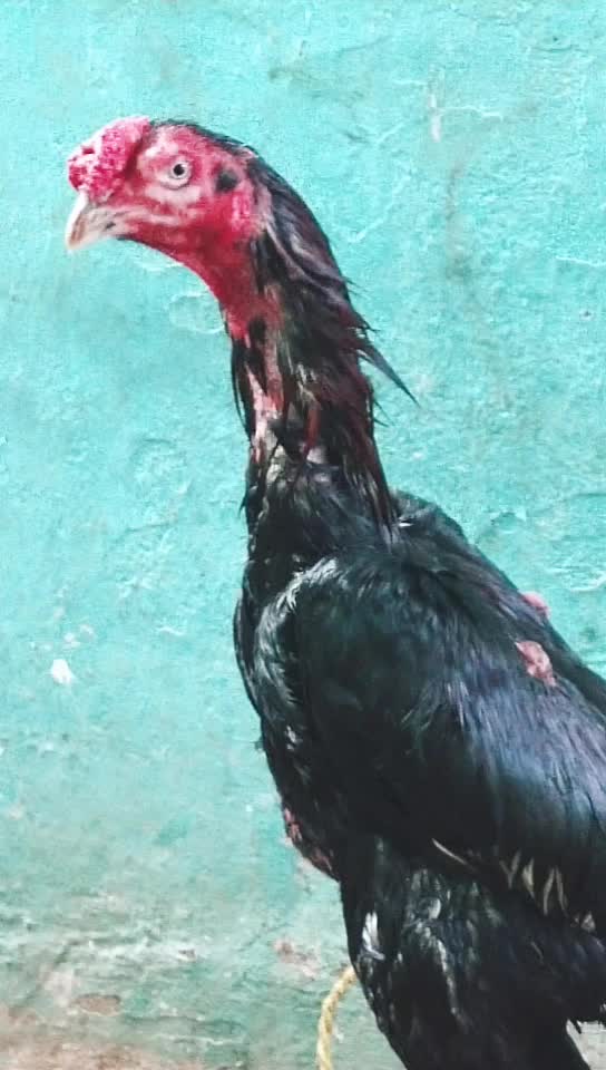 @sreenivas