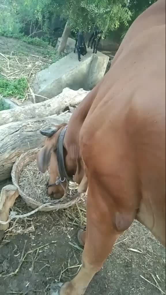 @भागवत आढाव
