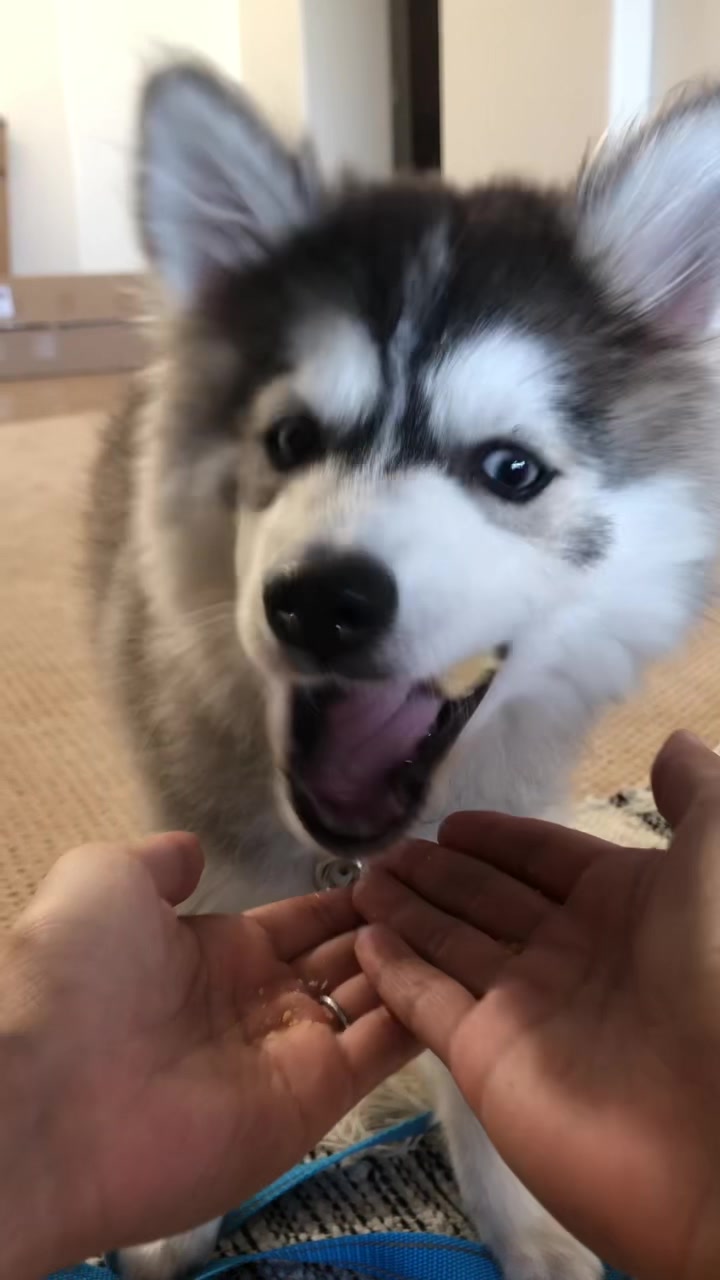 @Chonkster