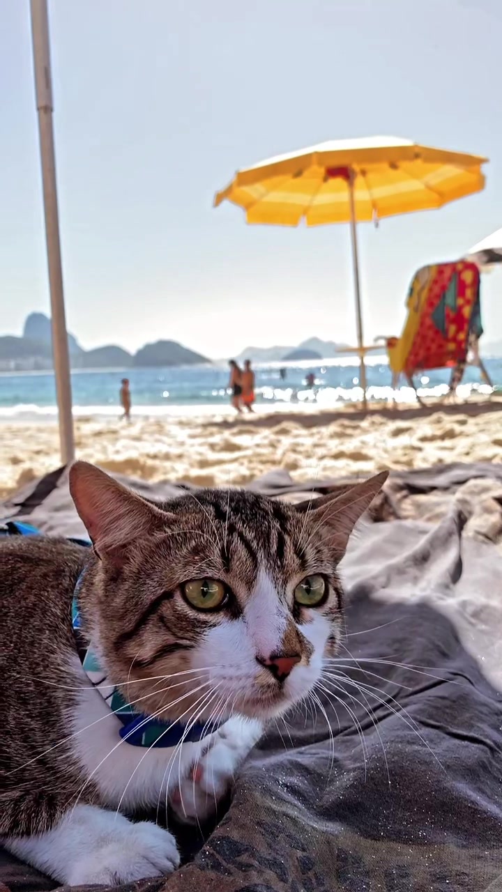 @Gato Harley
