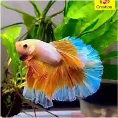 @ಗೌರಿ❤️ಅಮ್ಮು ❤️ಚಿನ್ನು