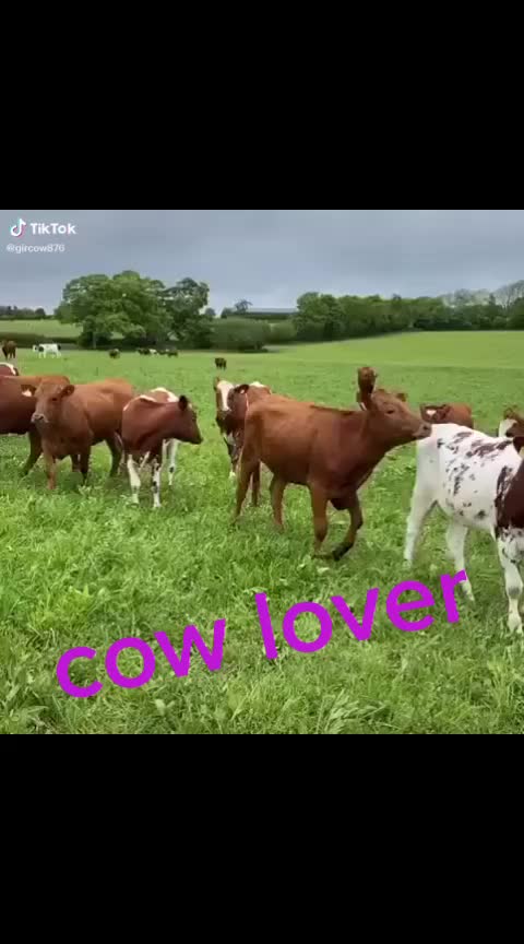 @Jiva_bharwad_8182