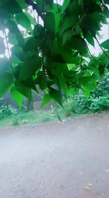@sandhya_gajjala