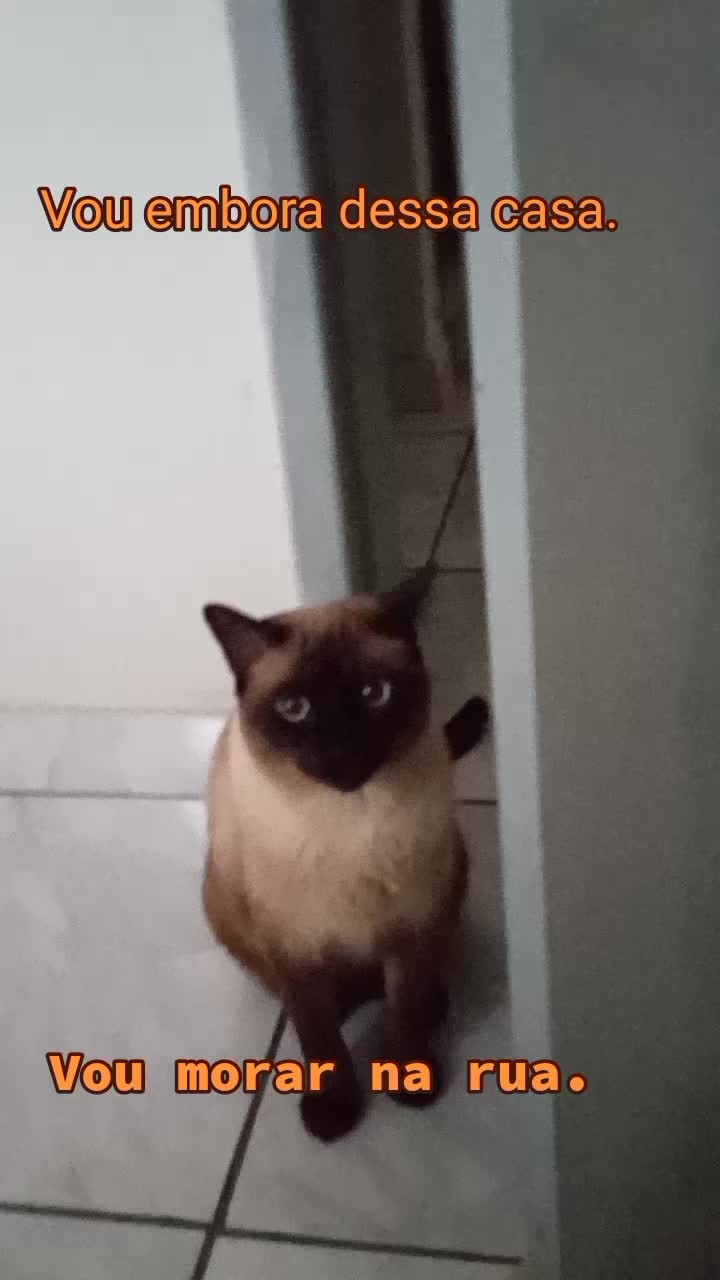 @O GATO ZEZ&Eacute;