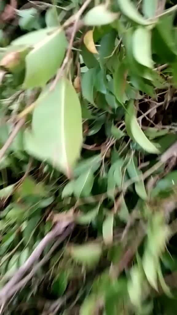 @Silky