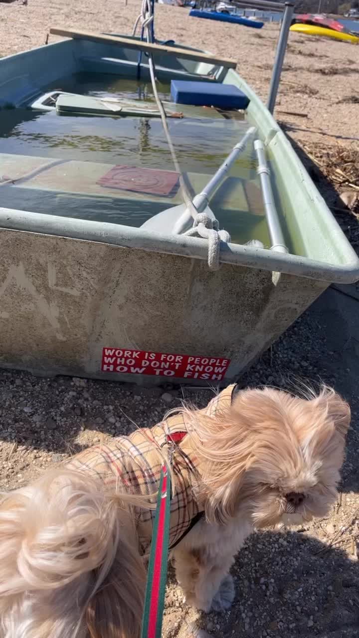 @Dr. Max and Ollie 🐶