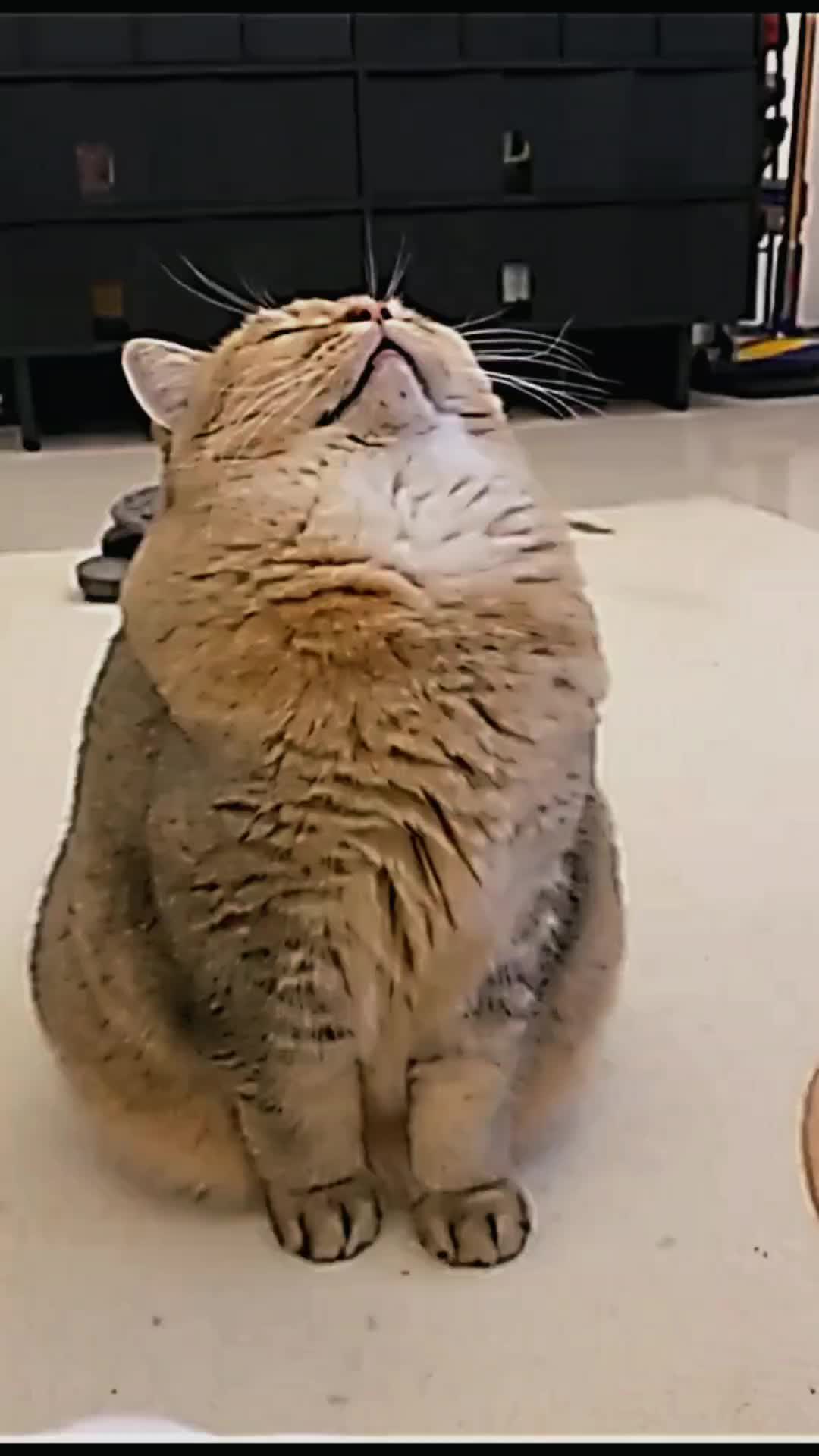 @PET CAT DOG