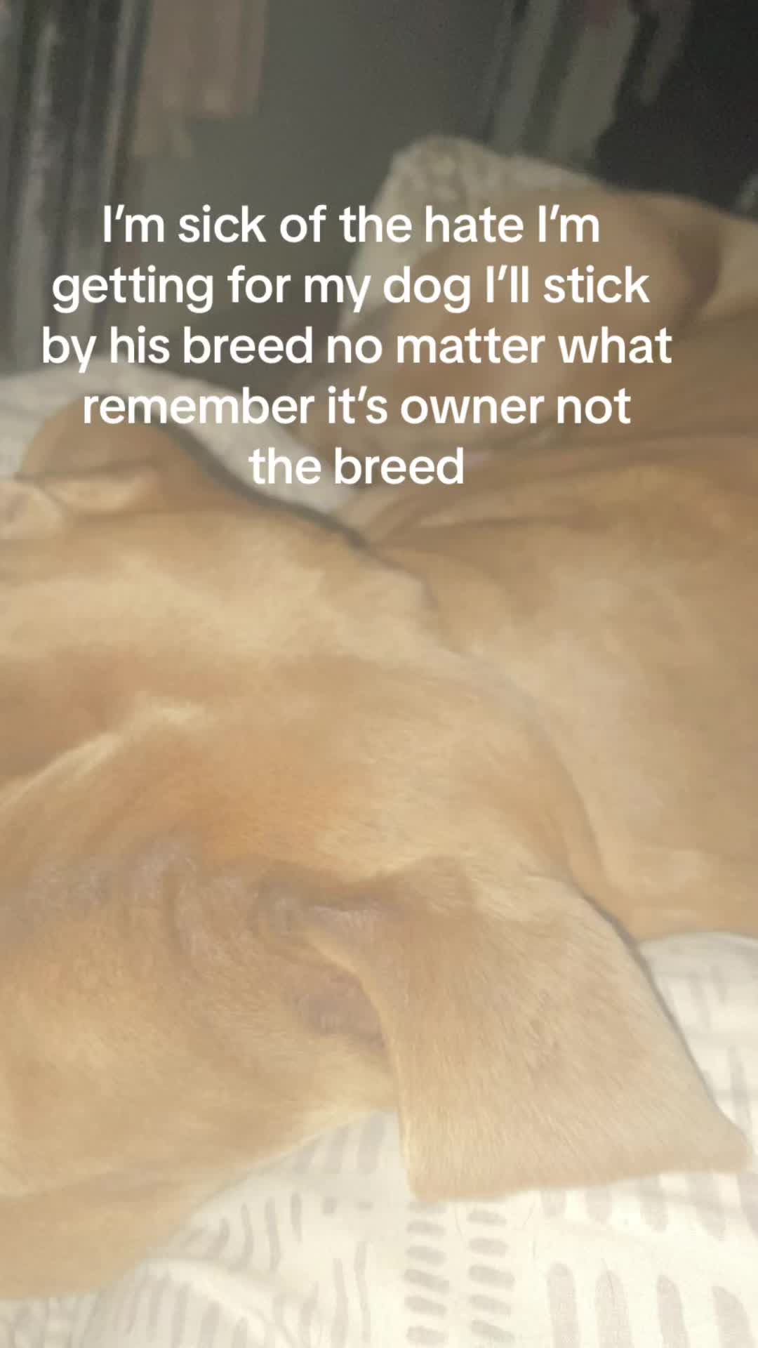 @Megs&Bear 🐶🖤