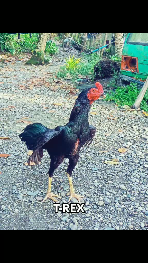 @RAPTOR GP🐓