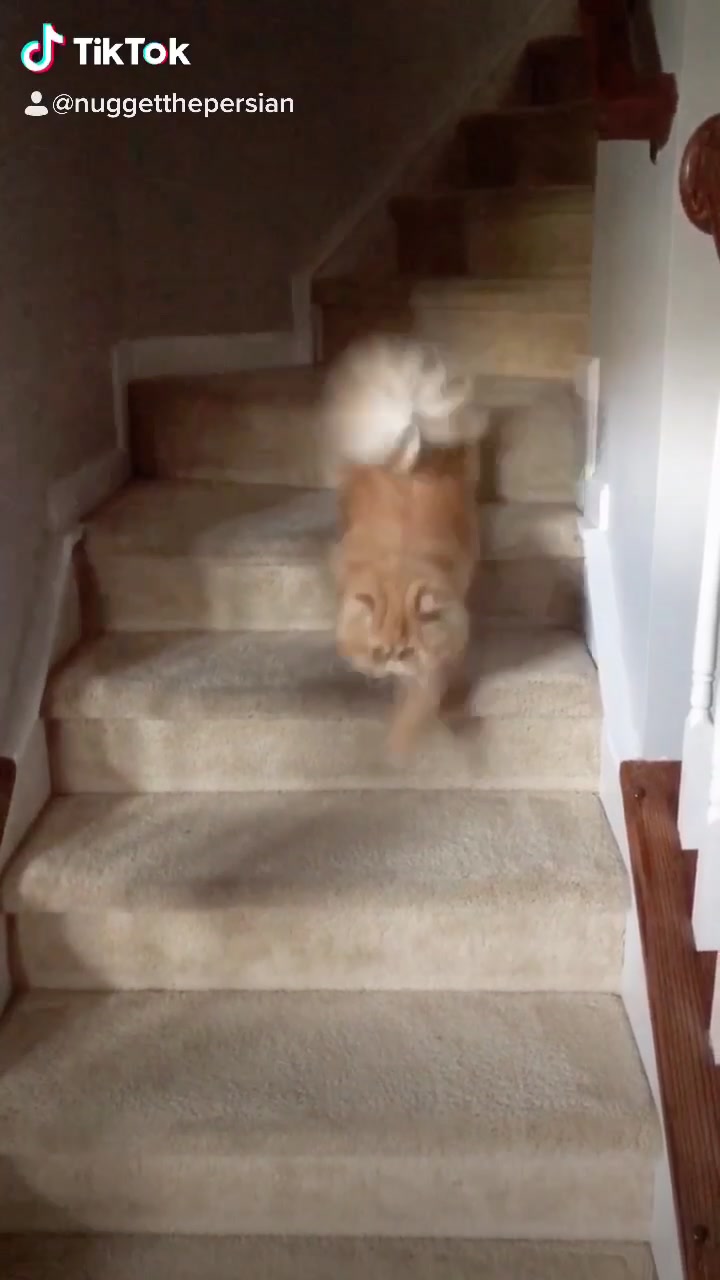 @Nugget the Cat