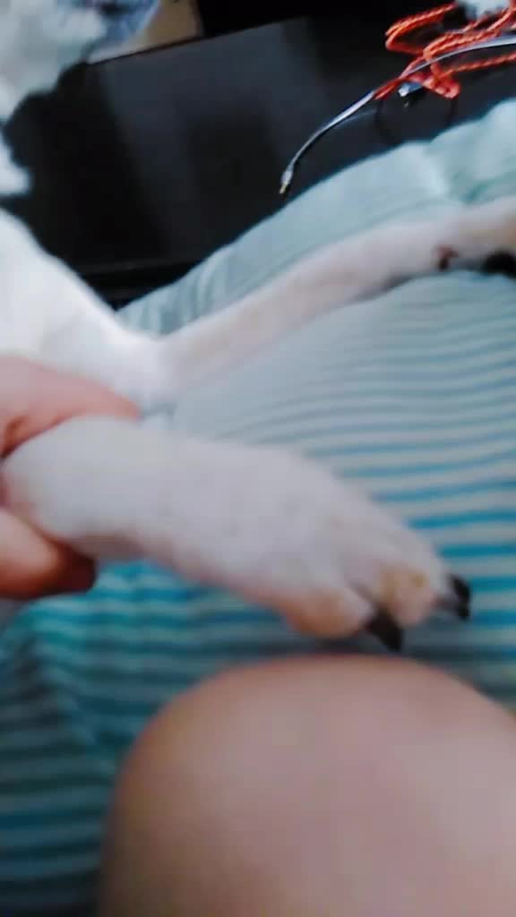 @famouselexi