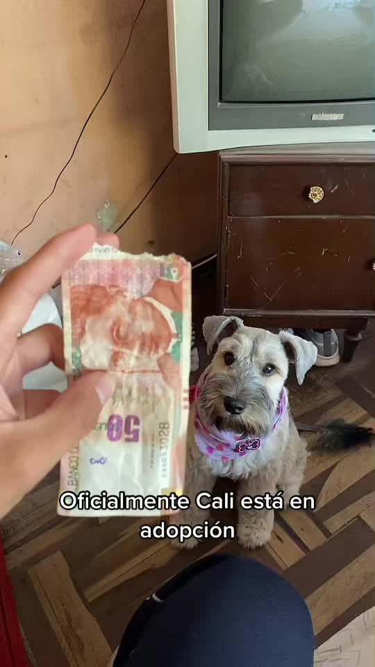 @iojan