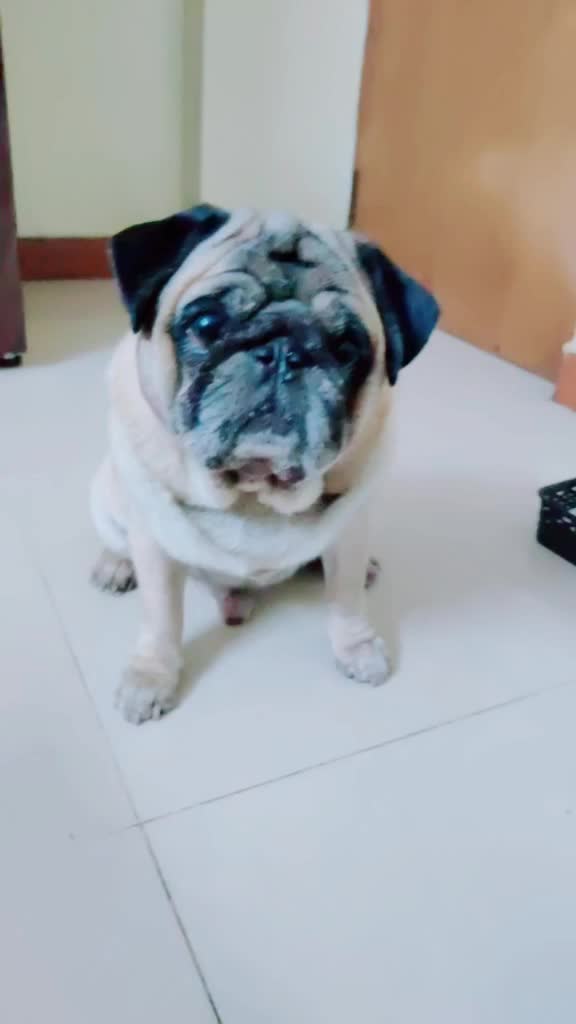 @Vaishnavi Prasad