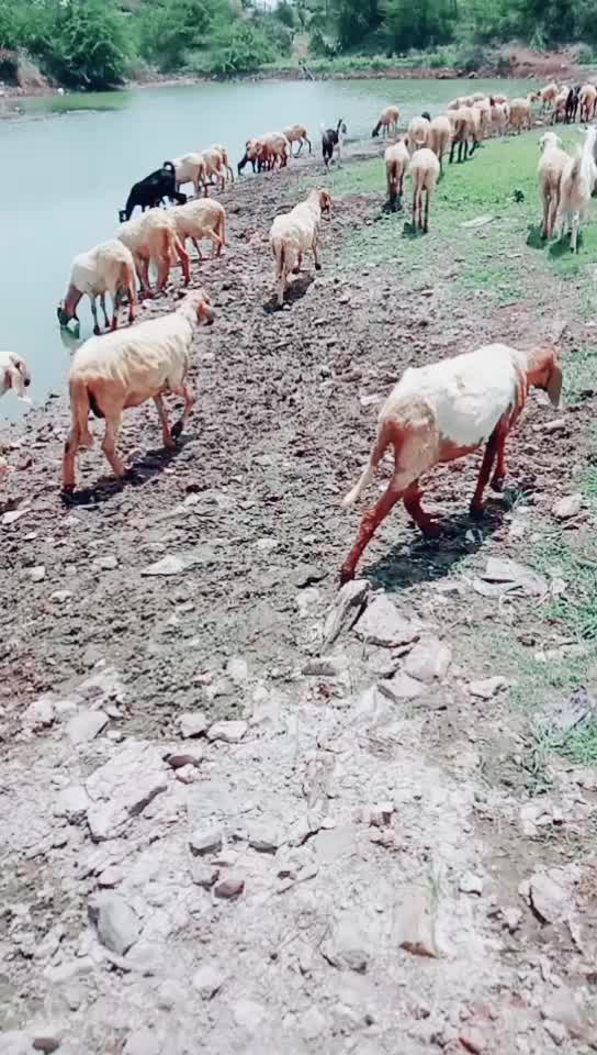 @Dinesh Lamka