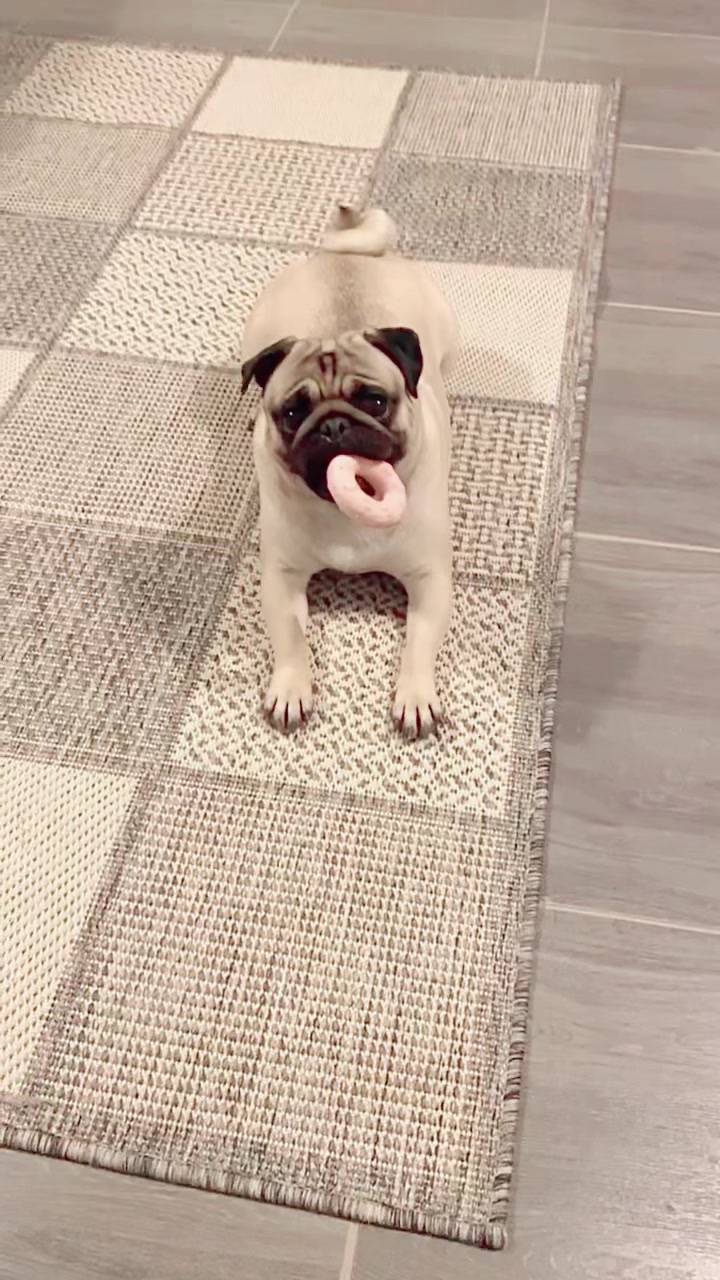 @Moka_lapug