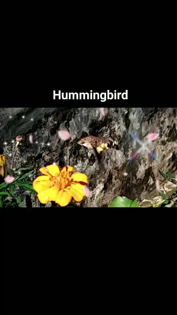 @n.dhiman