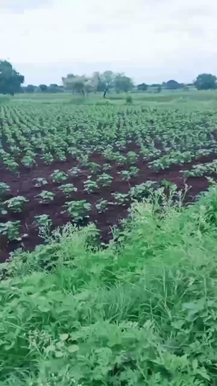 @शिवभक्त दादा कापसे