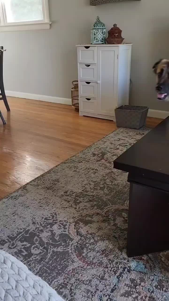 @dogface.and.birdface