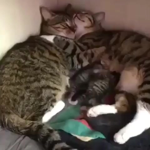 @BUR&Ccedil;LAR_SOUNDS_3🐾🕊
