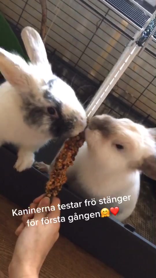 @🐰❤️