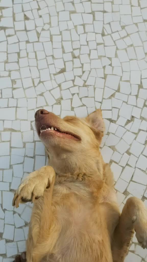 @comedy_dog_rocky