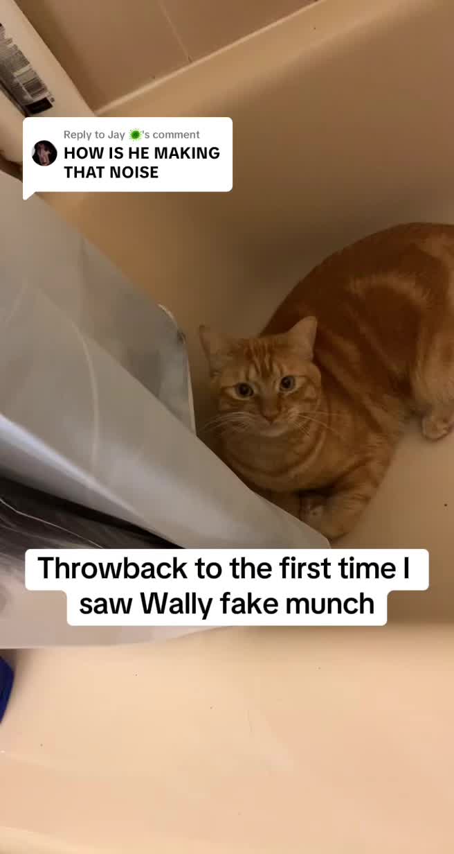 @diycatgeek (Wally & Howl)