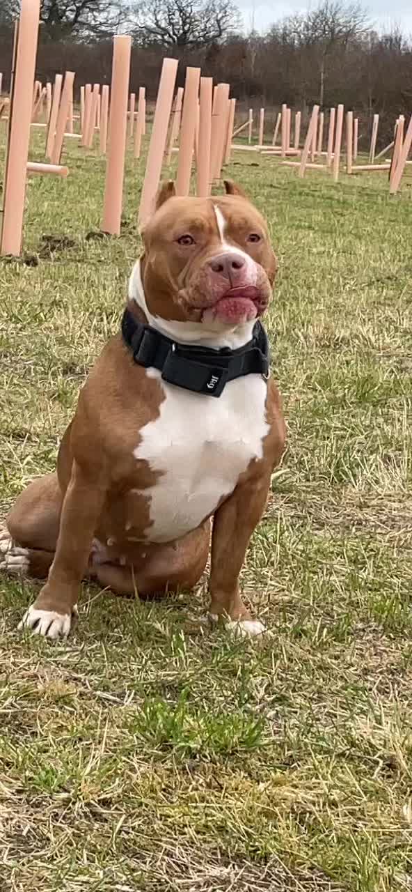 @🐾BULLY💗MOM🐾