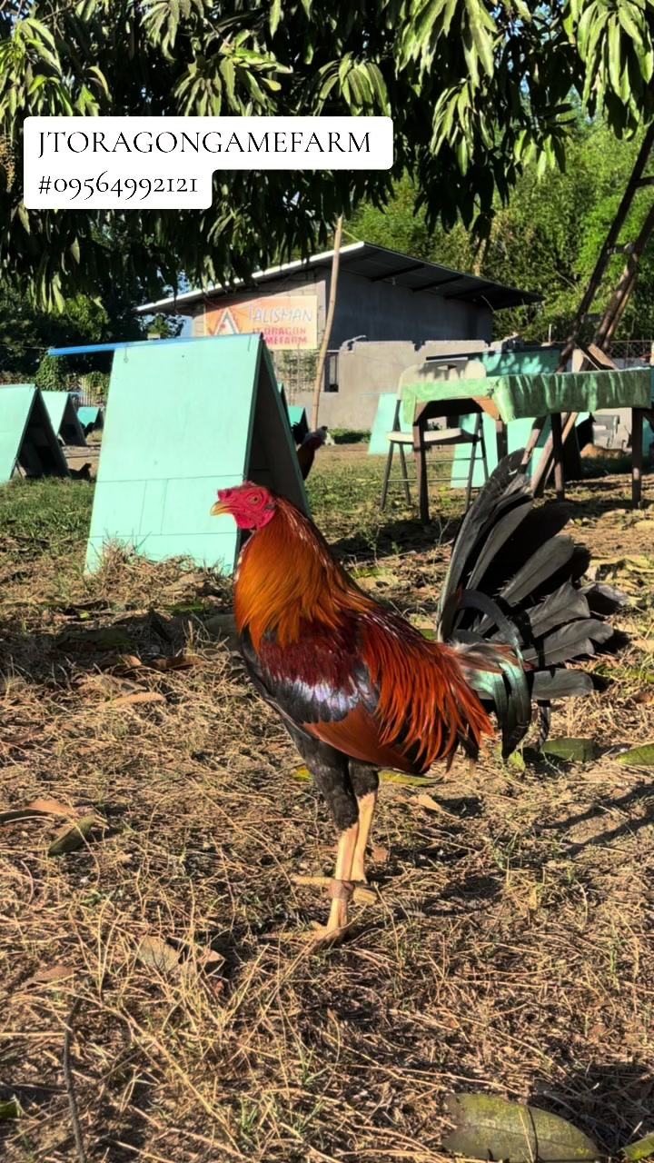 @JT ORAGON GAMEFARM