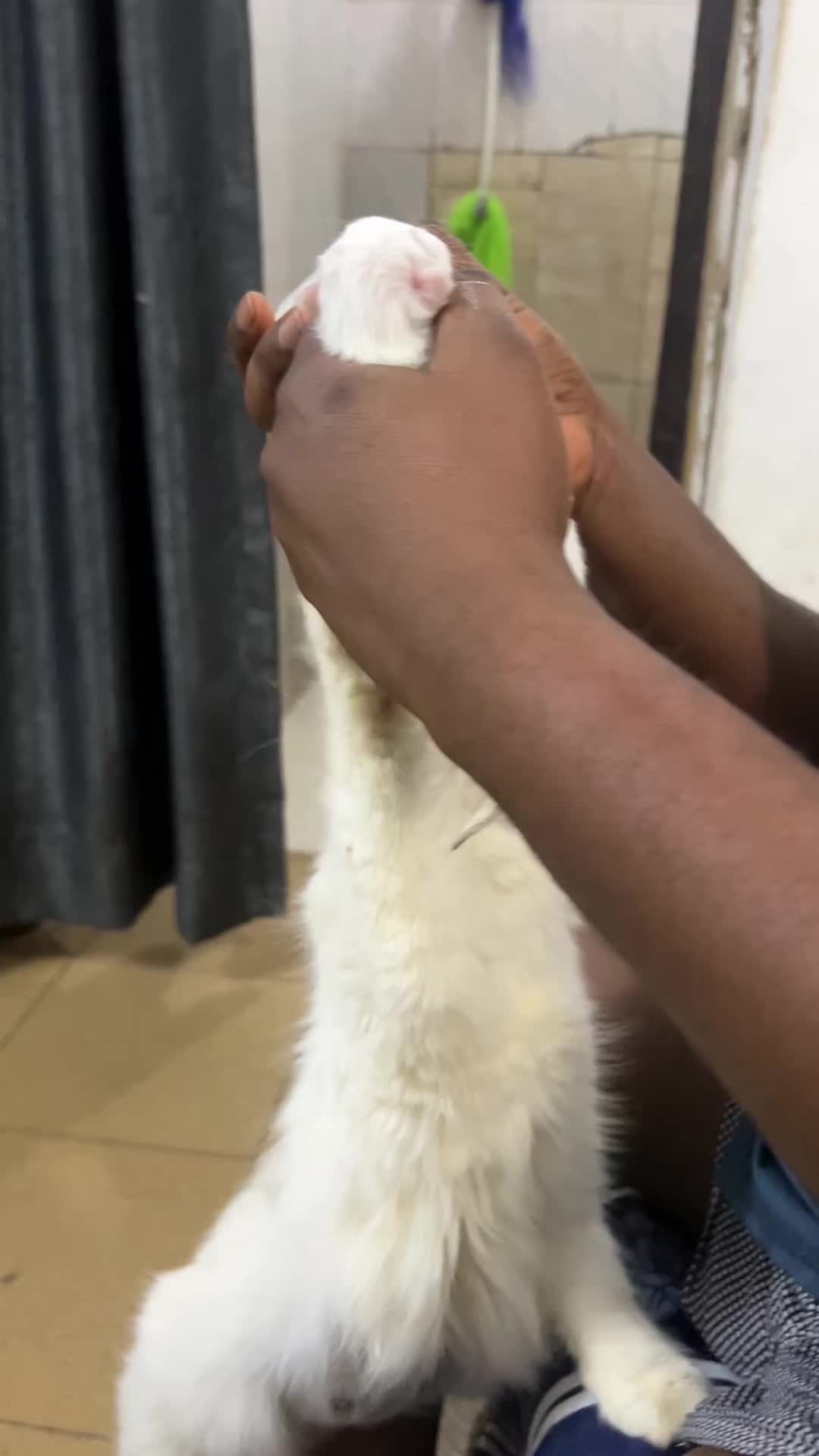 @Dera&rsquo;s cats🐈🐈🐈&zwj;⬛