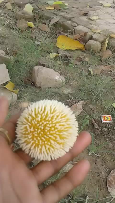 @rohit kumar