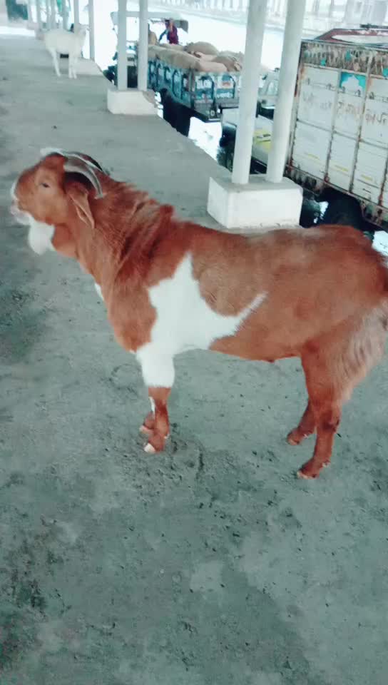 @Deepak Pal Pal