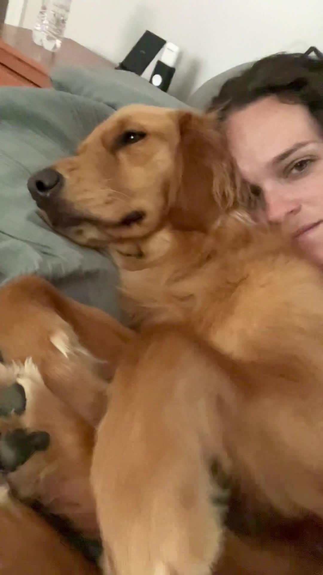 @Adventures of Gunner & Cookie