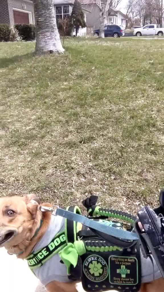 @vaguely.coonhounds