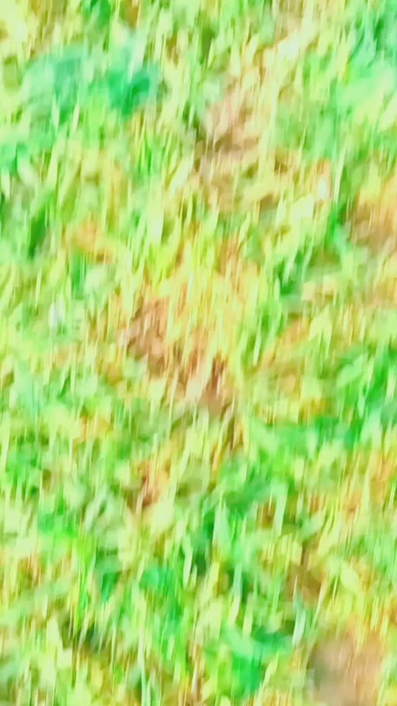 @Rⓐⓙ Dⓐⓝⓒⓔⓡ