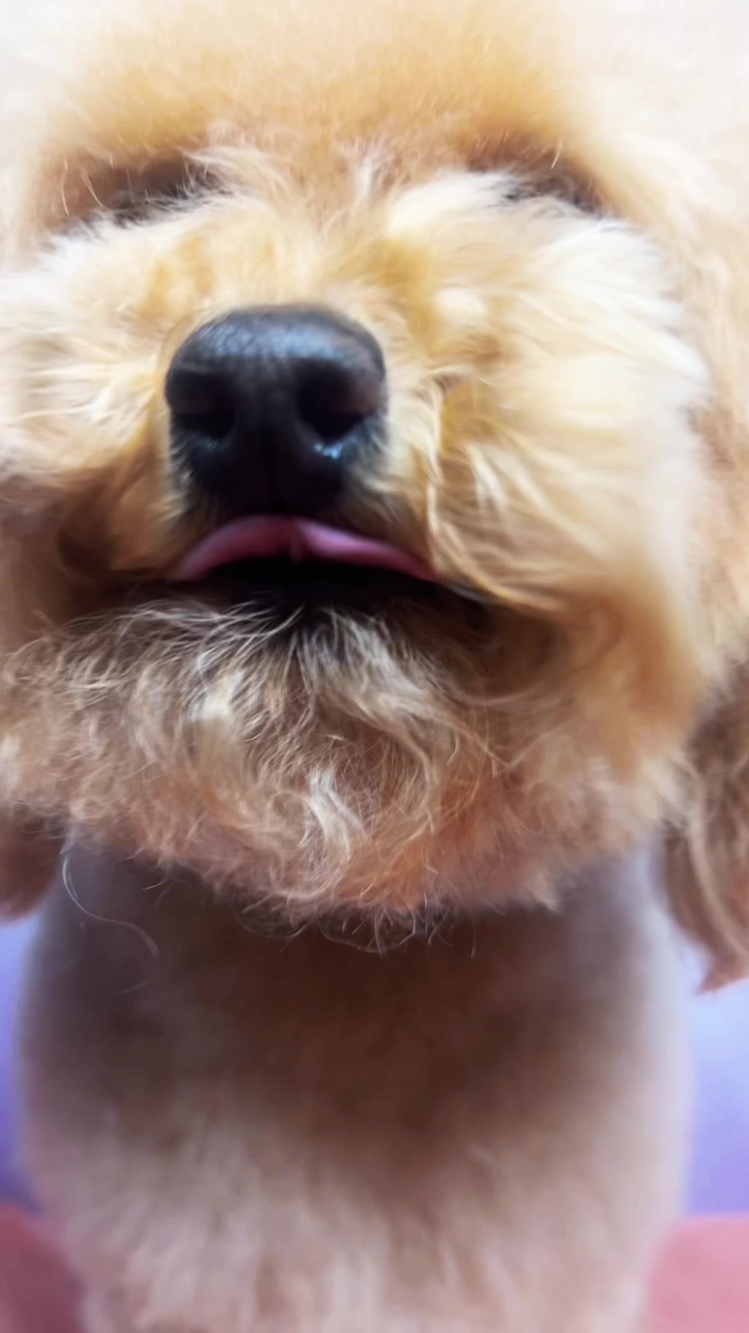 @Bonnies Grooming Llc