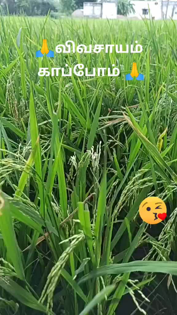 @user4593056788885